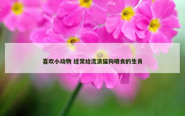 喜欢小动物 经常给流浪猫狗喂食的生肖