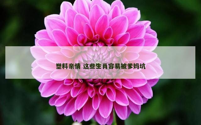 塑料亲情 这些生肖容易被爹妈坑