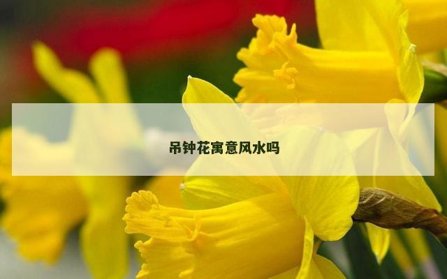 吊钟花寓意风水吗