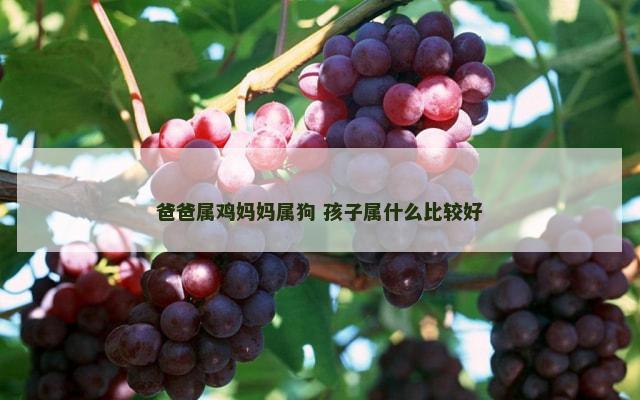 爸爸属鸡妈妈属狗 孩子属什么比较好