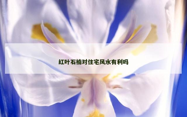 红叶石楠对住宅风水有利吗