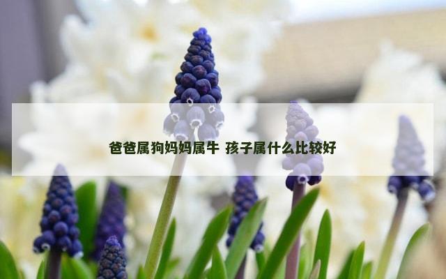 爸爸属狗妈妈属牛 孩子属什么比较好