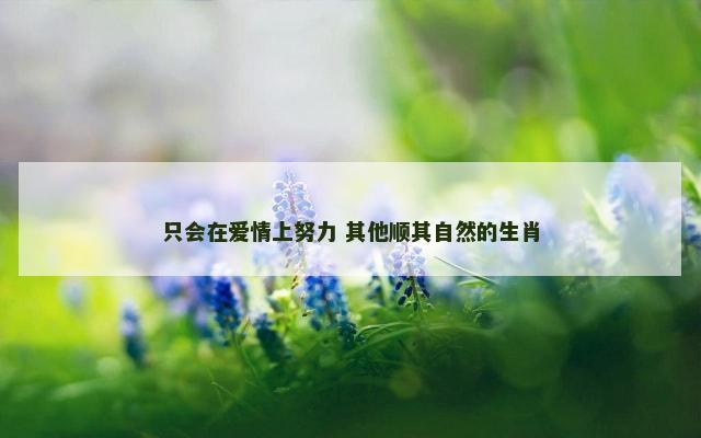 只会在爱情上努力 其他顺其自然的生肖