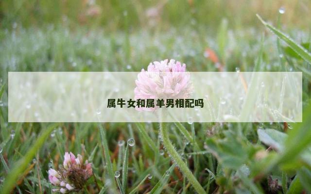 属牛女和属羊男相配吗