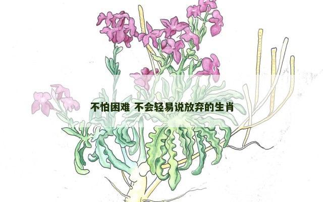 不怕困难 不会轻易说放弃的生肖