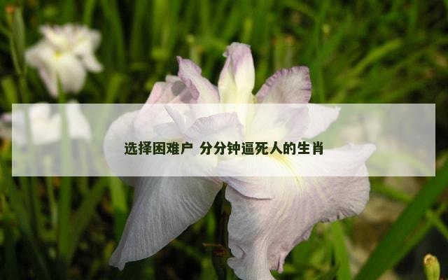 选择困难户 分分钟逼死人的生肖