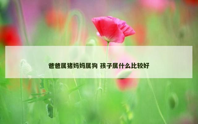爸爸属猪妈妈属狗 孩子属什么比较好