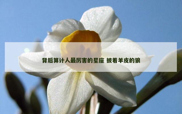 背后算计人最厉害的星座 披着羊皮的狼