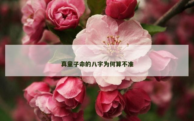 真童子命的八字为何算不准