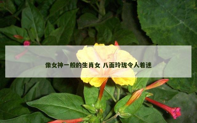 像女神一般的生肖女 八面玲珑令人着迷