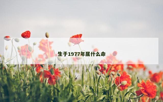 生于1977年属什么命