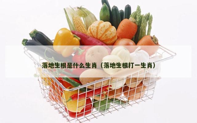 落地生根是什么生肖（落地生根打一生肖）