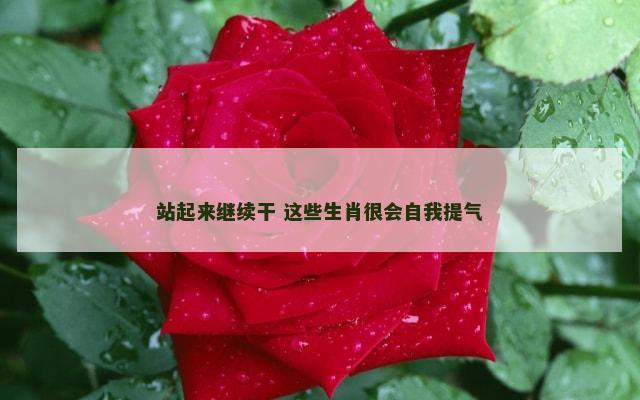 站起来继续干 这些生肖很会自我提气