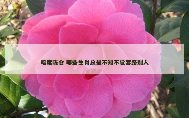 暗度陈仓 哪些生肖总是不知不觉套路别人