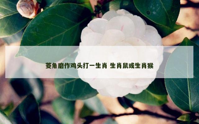 菱角磨作鸡头打一生肖 生肖鼠或生肖猴