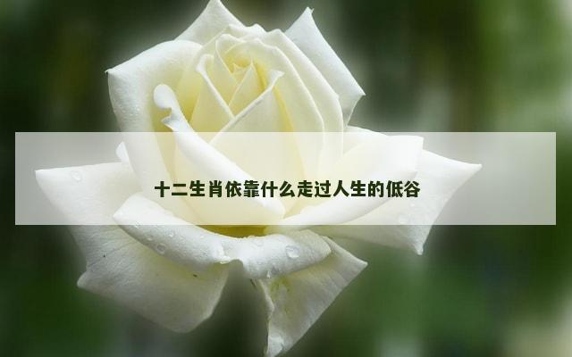 十二生肖依靠什么走过人生的低谷