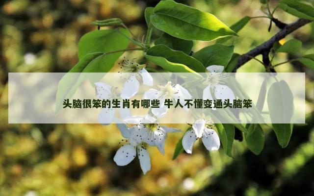 头脑很笨的生肖有哪些 牛人不懂变通头脑笨