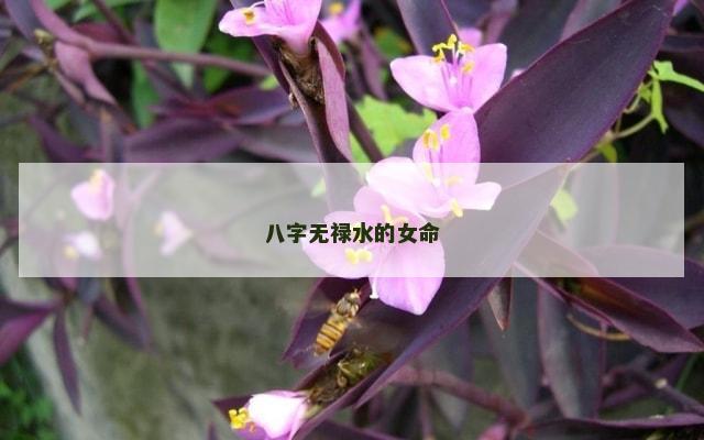 八字无禄水的女命