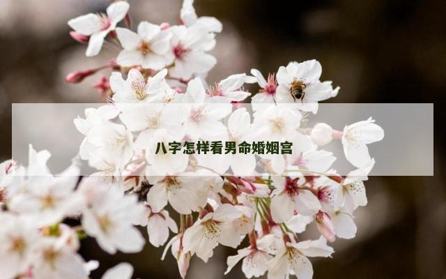 八字怎样看男命婚姻宫