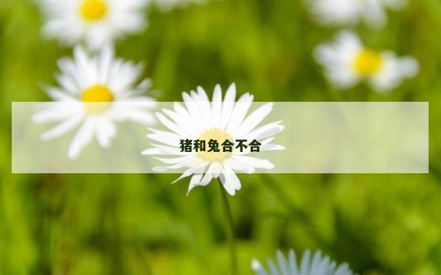 猪和兔合不合