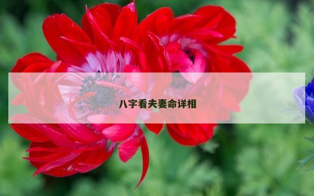 八字看夫妻命详相
