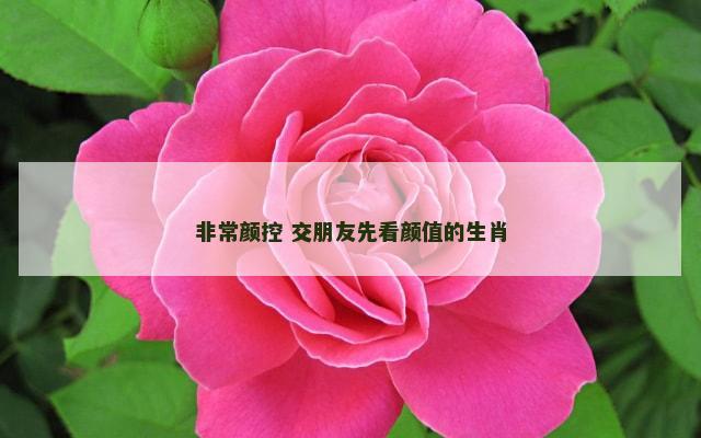 非常颜控 交朋友先看颜值的生肖