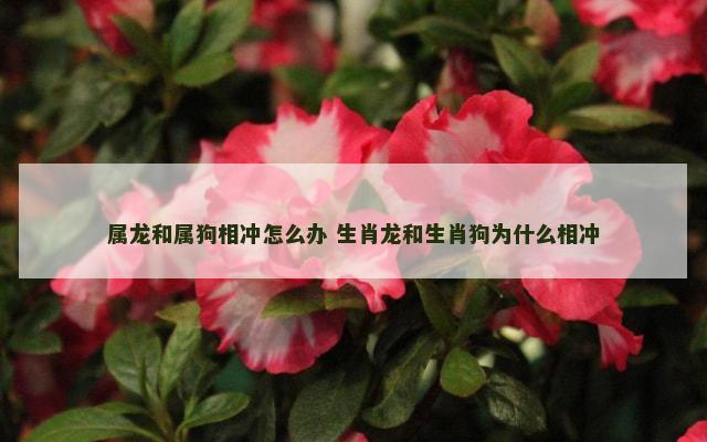 属龙和属狗相冲怎么办 生肖龙和生肖狗为什么相冲