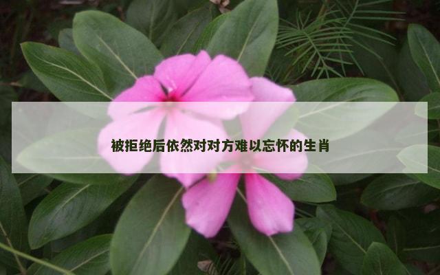被拒绝后依然对对方难以忘怀的生肖