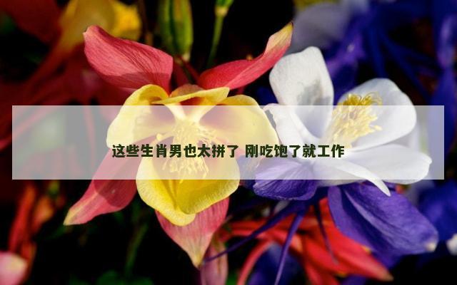 这些生肖男也太拼了 刚吃饱了就工作
