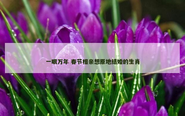 一眼万年 春节相亲想原地结婚的生肖
