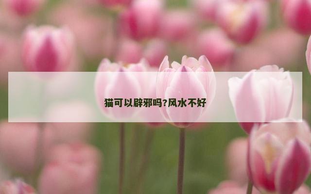 猫可以辟邪吗?风水不好