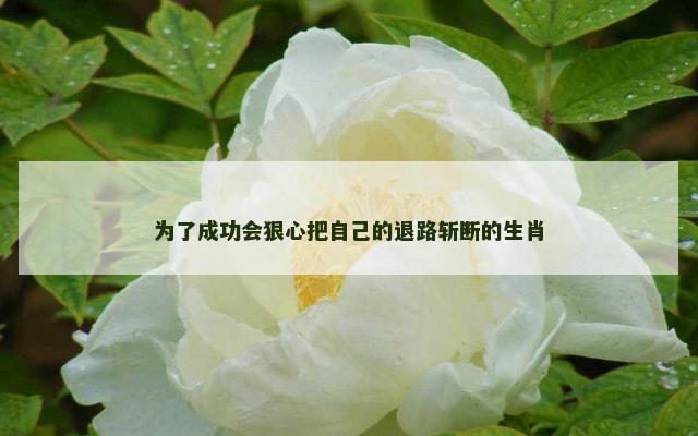 为了成功会狠心把自己的退路斩断的生肖