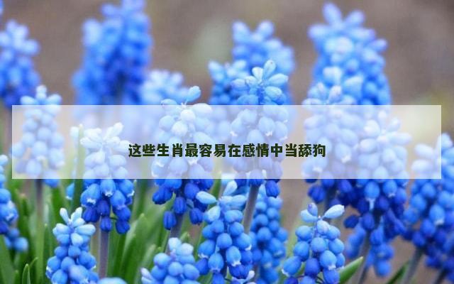 这些生肖最容易在感情中当舔狗
