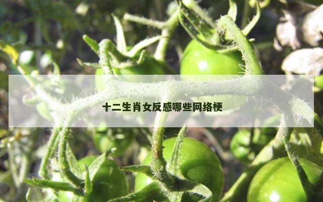 十二生肖女反感哪些网络梗