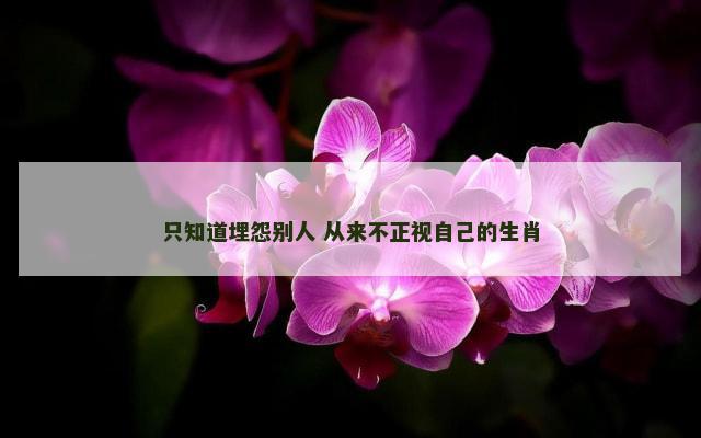 只知道埋怨别人 从来不正视自己的生肖