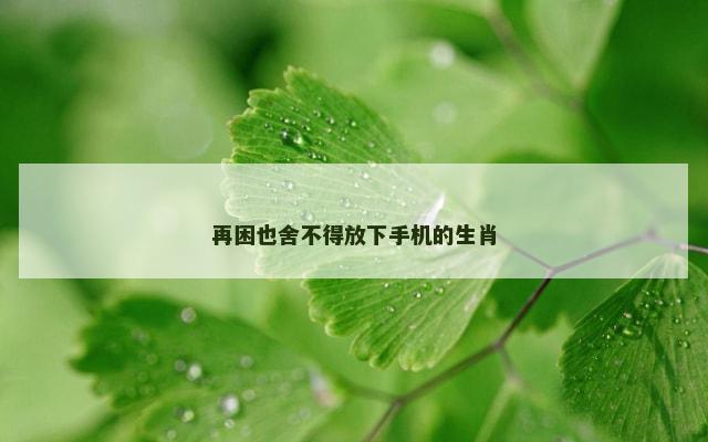 再困也舍不得放下手机的生肖