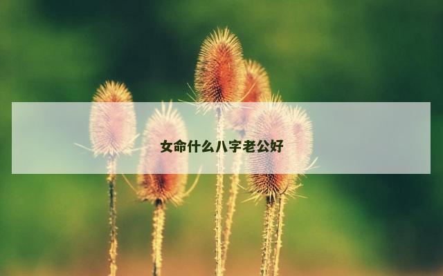 女命什么八字老公好