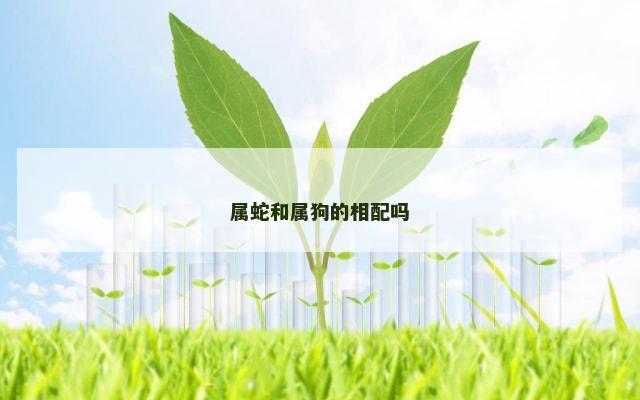 属蛇和属狗的相配吗