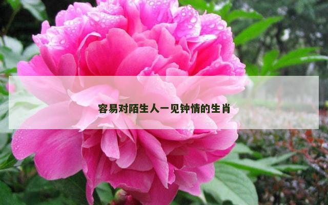 容易对陌生人一见钟情的生肖