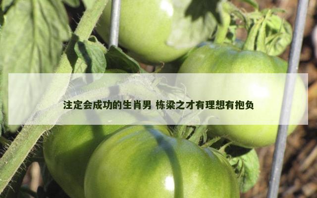 注定会成功的生肖男 栋梁之才有理想有抱负