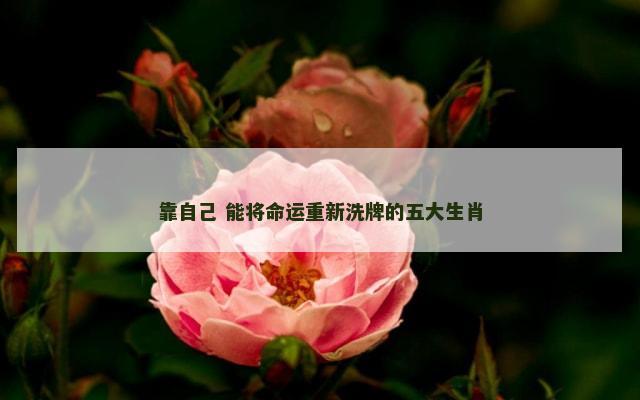 靠自己 能将命运重新洗牌的五大生肖