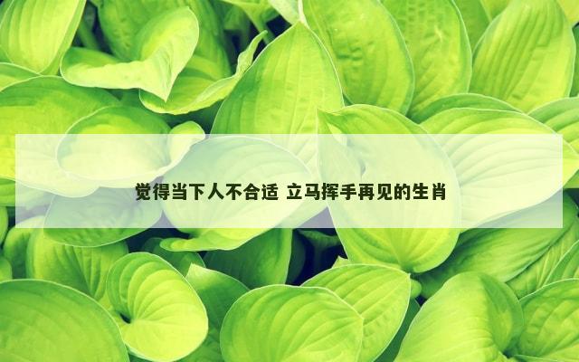 觉得当下人不合适 立马挥手再见的生肖