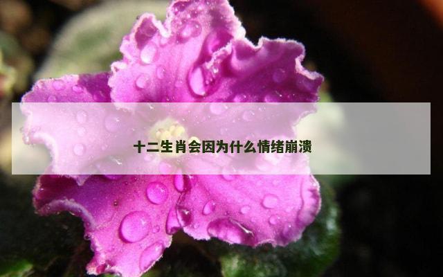 十二生肖会因为什么情绪崩溃