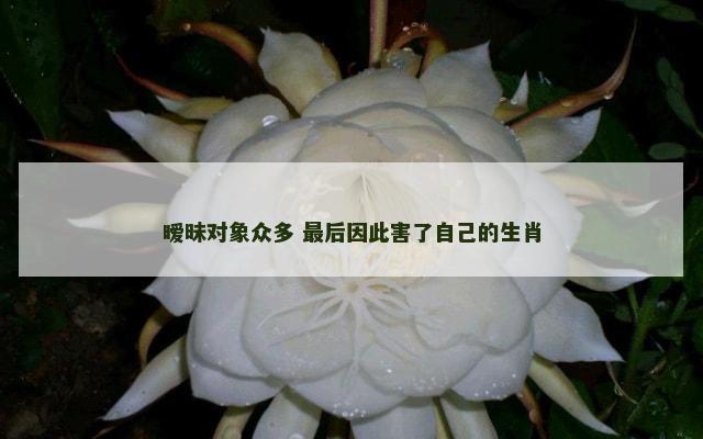 暧昧对象众多 最后因此害了自己的生肖