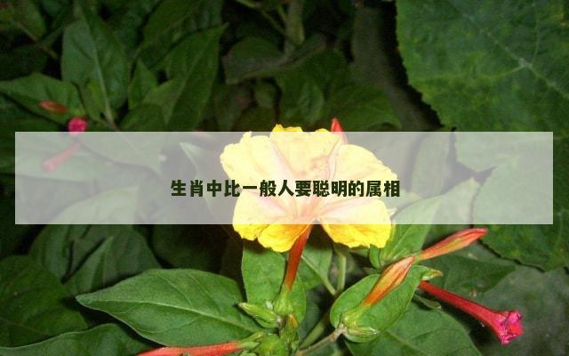生肖中比一般人要聪明的属相
