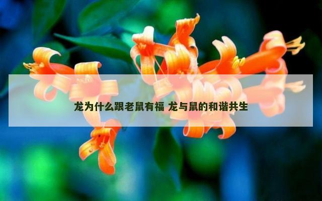 龙为什么跟老鼠有福 龙与鼠的和谐共生