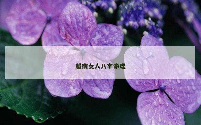 越南女人八字命理