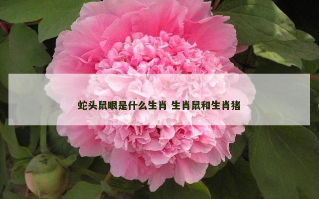 蛇头鼠眼是什么生肖 生肖鼠和生肖猪