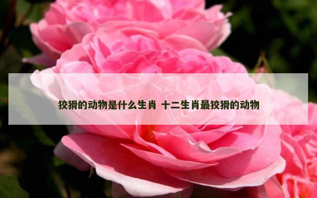 狡猾的动物是什么生肖 十二生肖最狡猾的动物