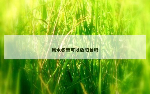 风水冬青可以放阳台吗